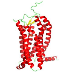 Cytokine based multi epitope protein for binding to ccr7 positive cells